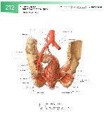 Sobotta  Atlas of Human Anatomy  Trunk, Viscera,Lower Limb Volume2 2006, page 219
